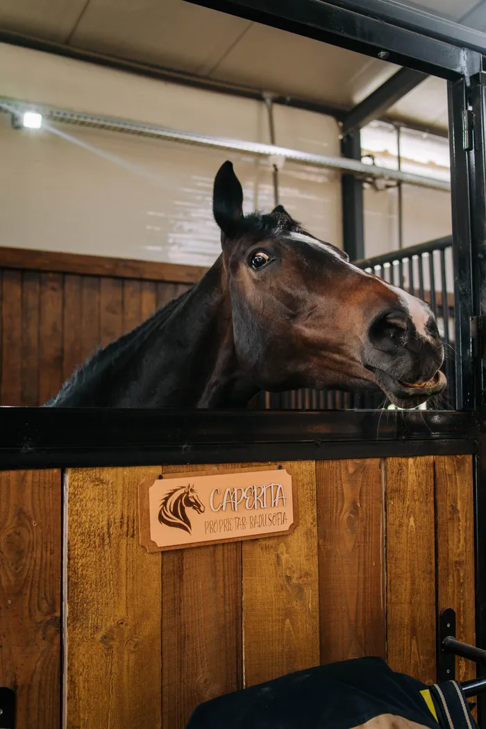 Cal murg scoțând capul curios din boxa lui, în grajdul Elite Riders Academy