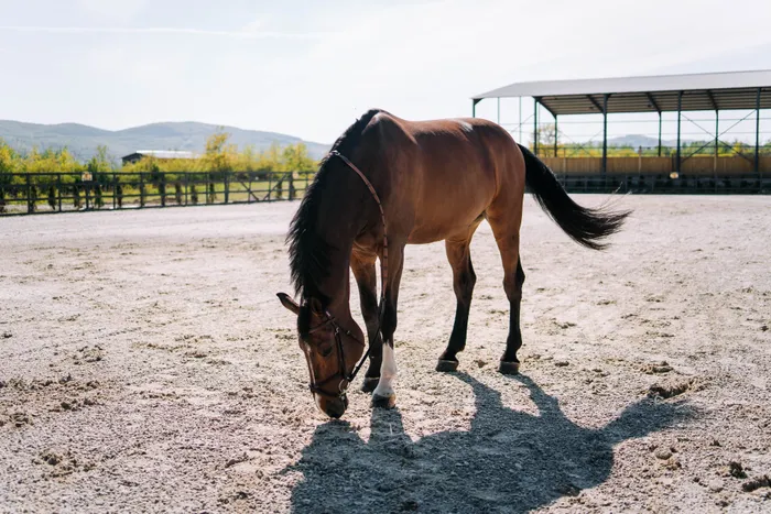 Cal murg liber în arena exterioară a Elite Riders Academy