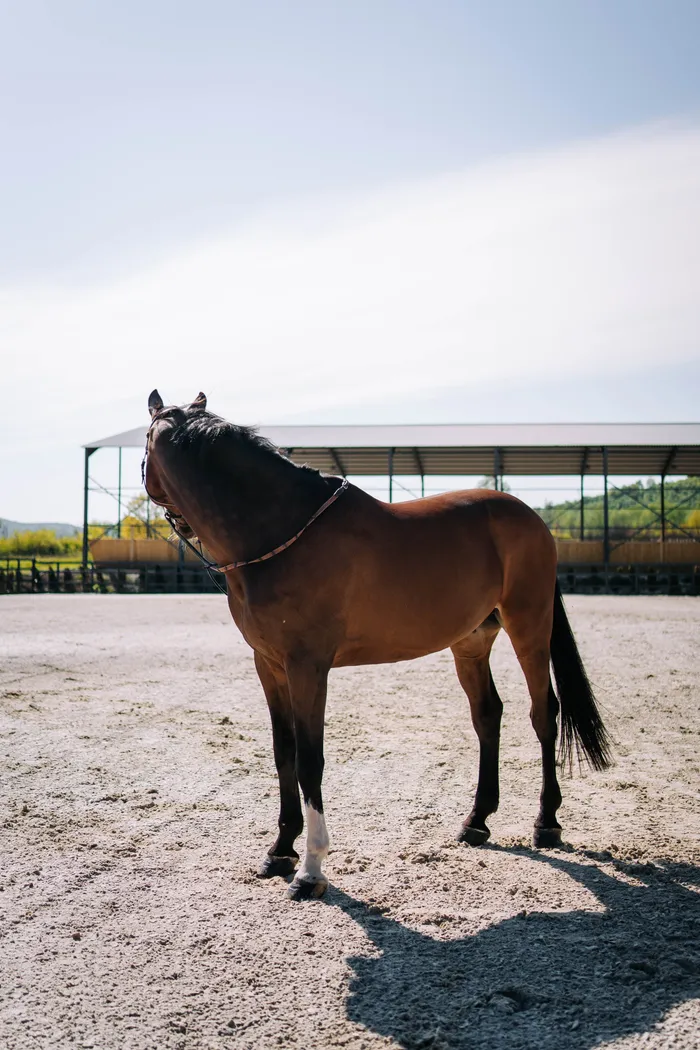 Cal murg din profil în arena exterioară, cu manejul acoperit în fundal