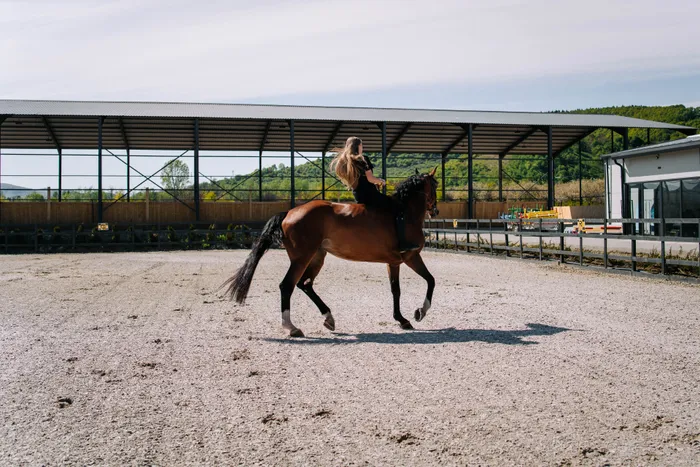 Cal murg în trap pe terenul de antrenament al Elite Riders Academy