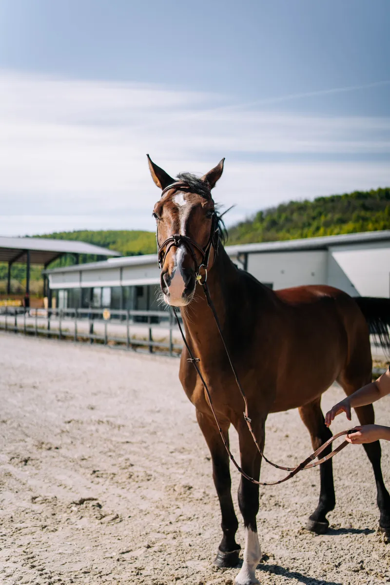 Cal sportiv în antrenament la Elite Riders Academy