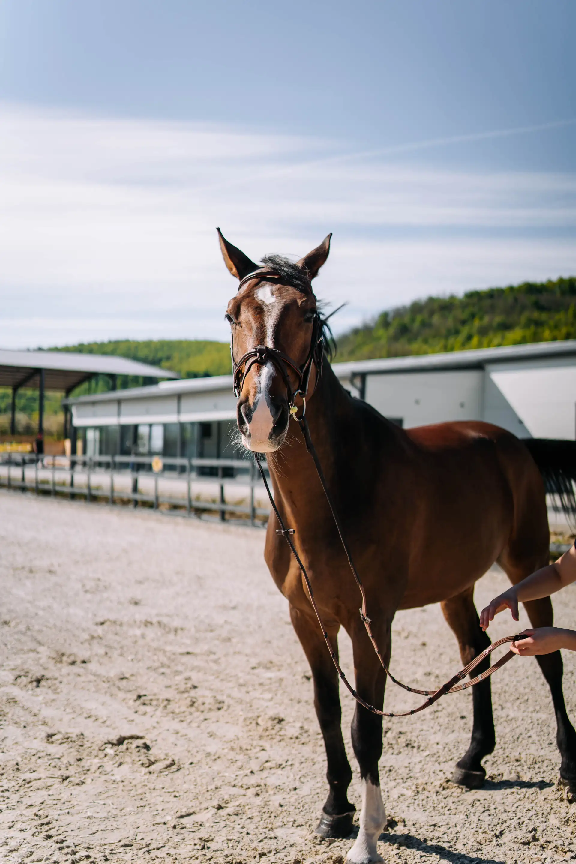 Cal sportiv în antrenament la Elite Riders Academy